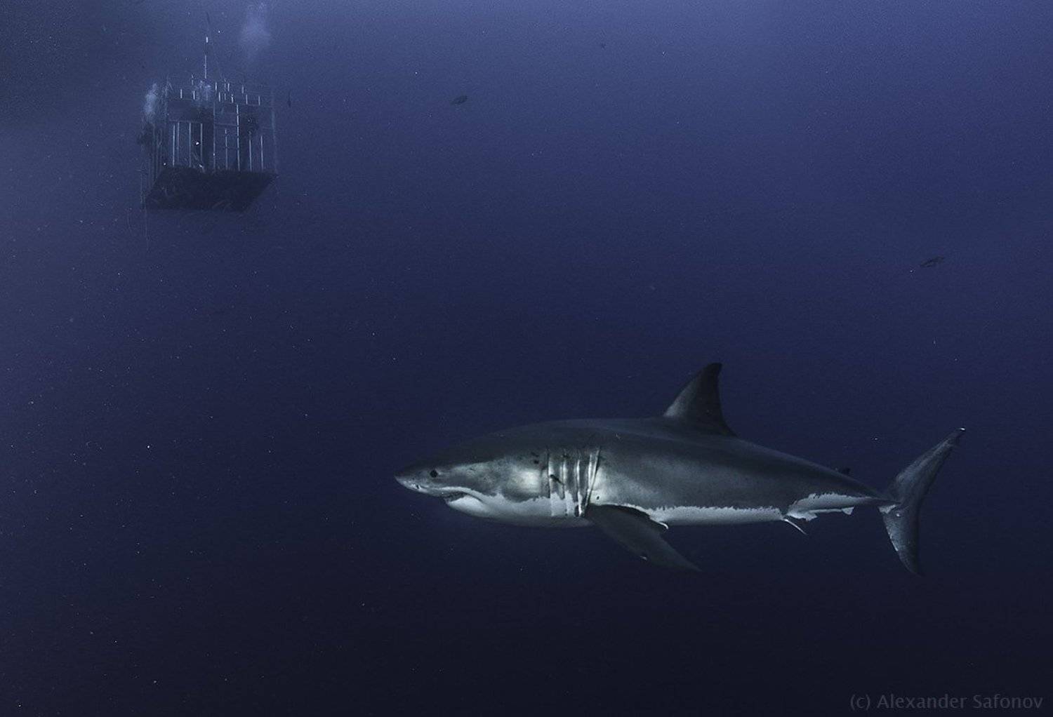 , Александр Сафонов