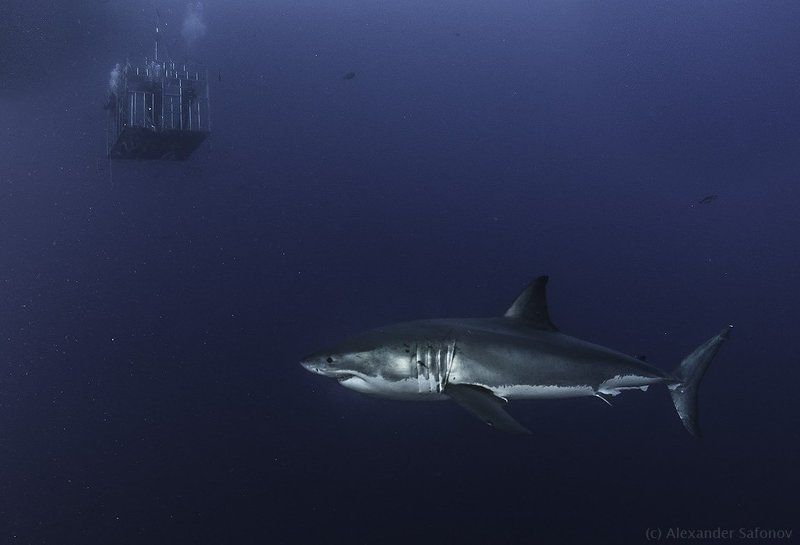 viewpoint фото превью