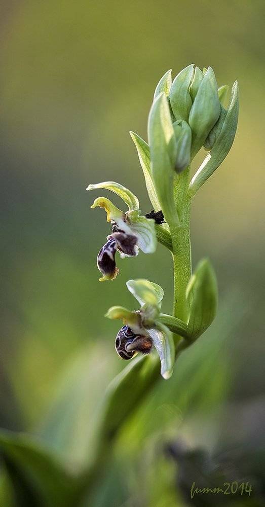 , Игорь ФУММ