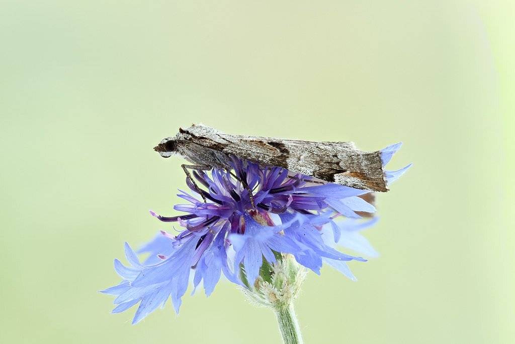 , Сергей Таланов