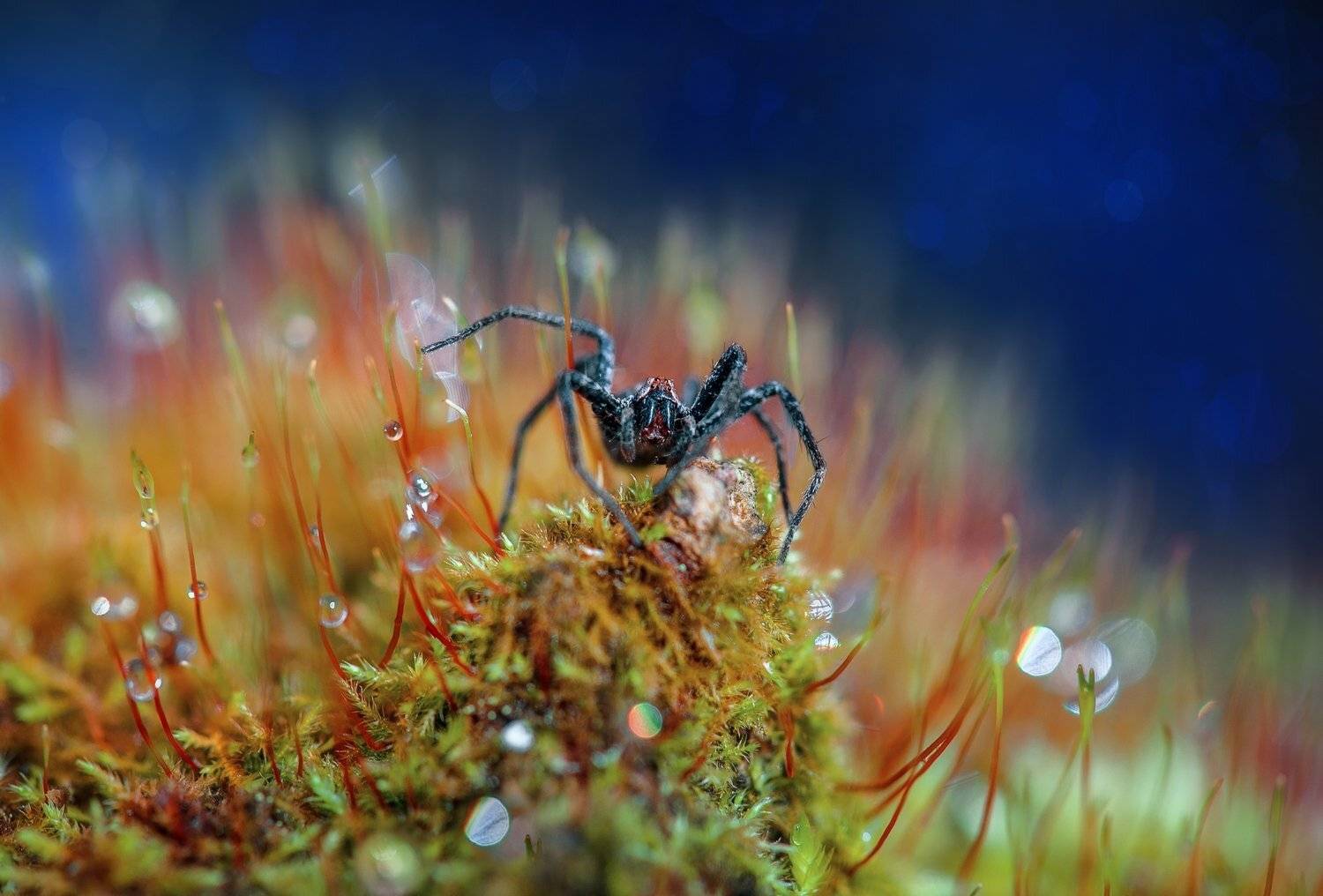 , Алексей Дранговский