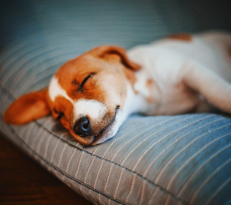 милый щенок Оливер фото превью