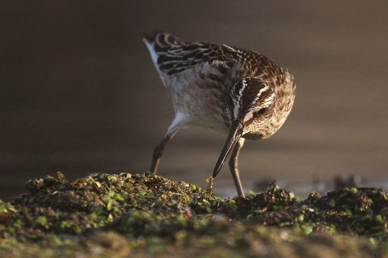 quick snack фото превью