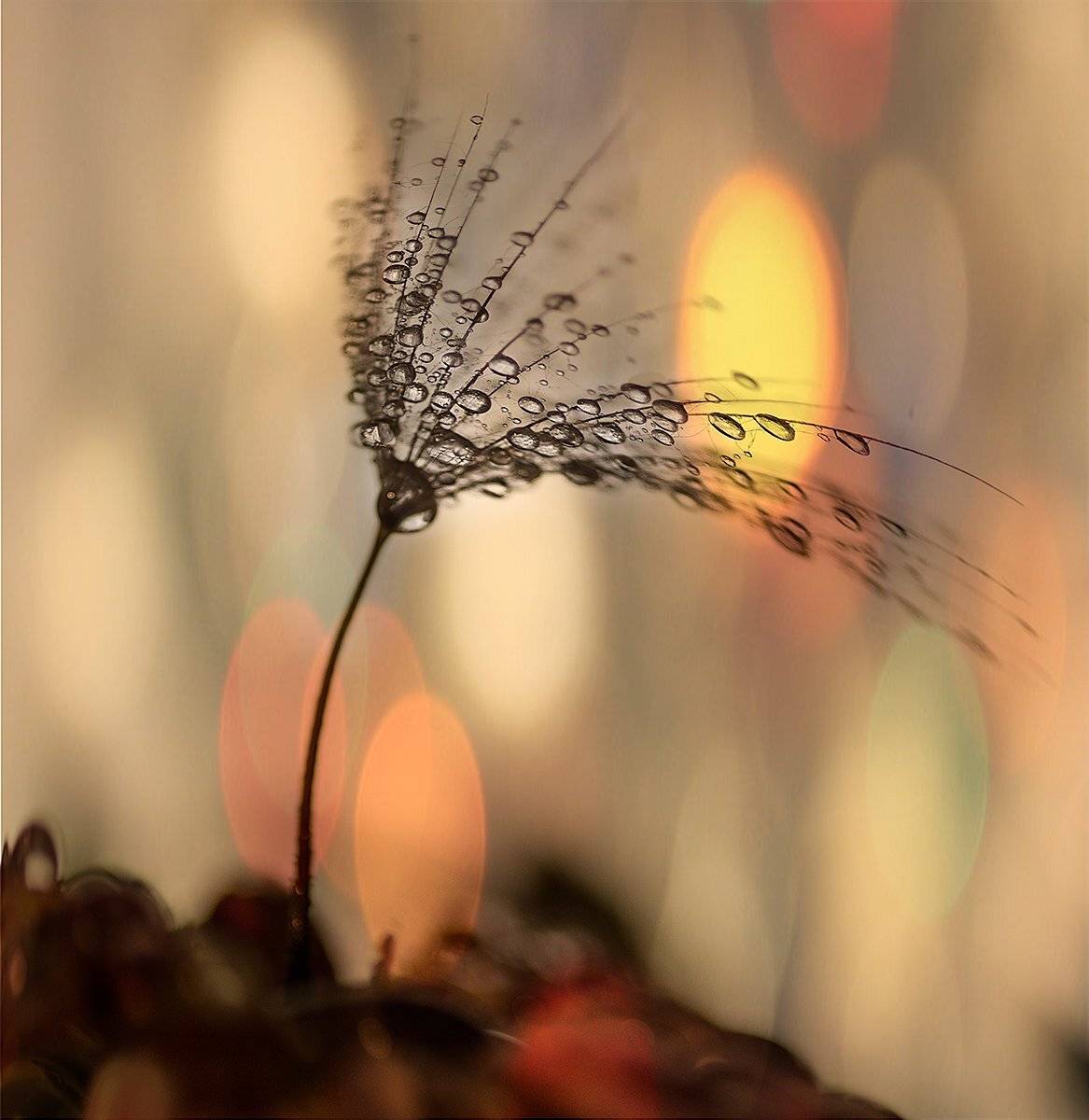 , Таня  Маркова