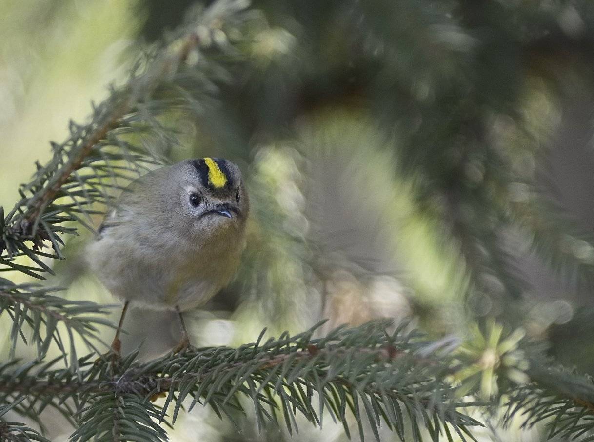 , Аникеев Владимир