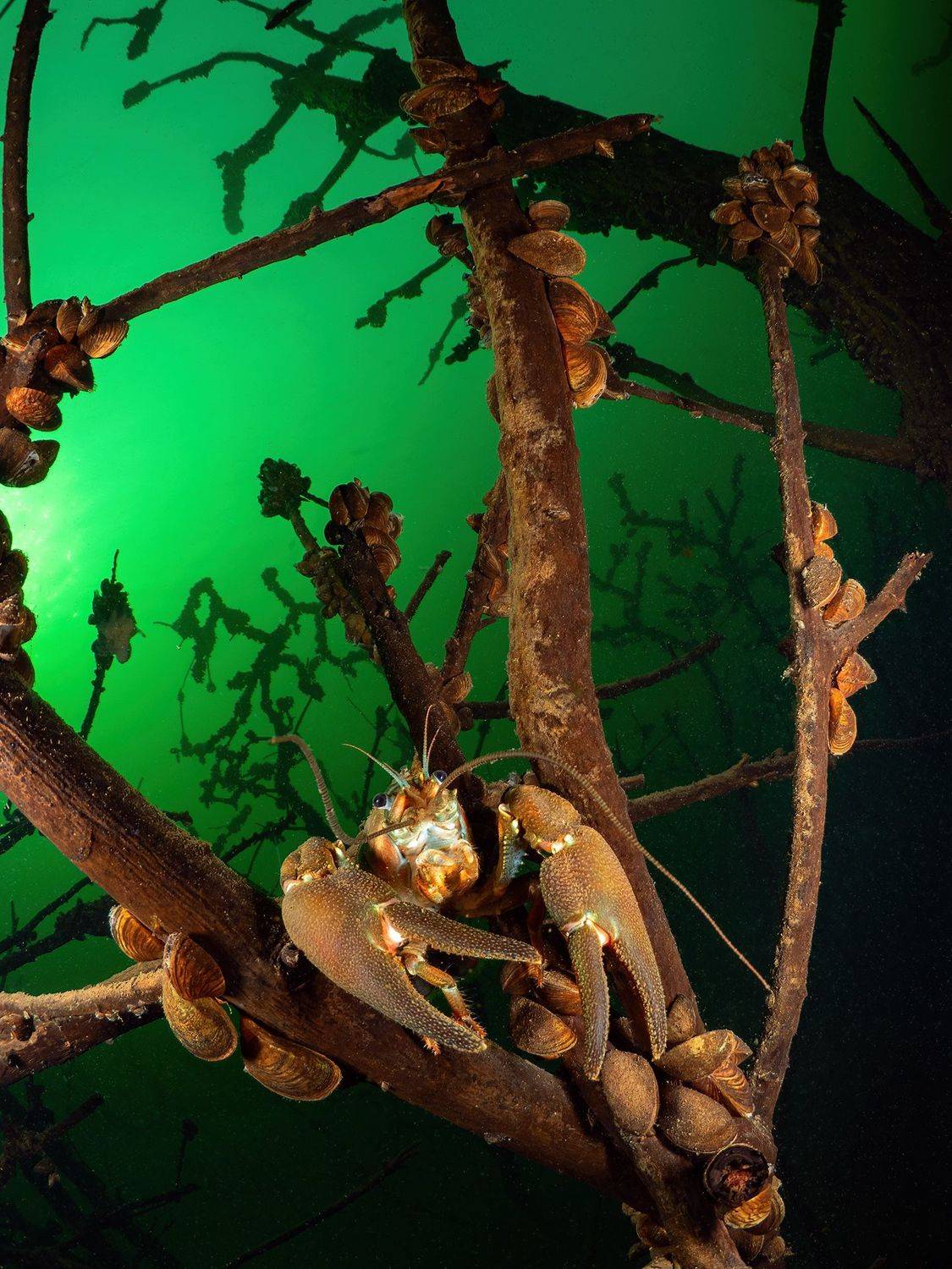 Рак Калининград подводная съемка, Сергей Шанин