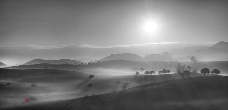 Morning on the tea hill фото превью