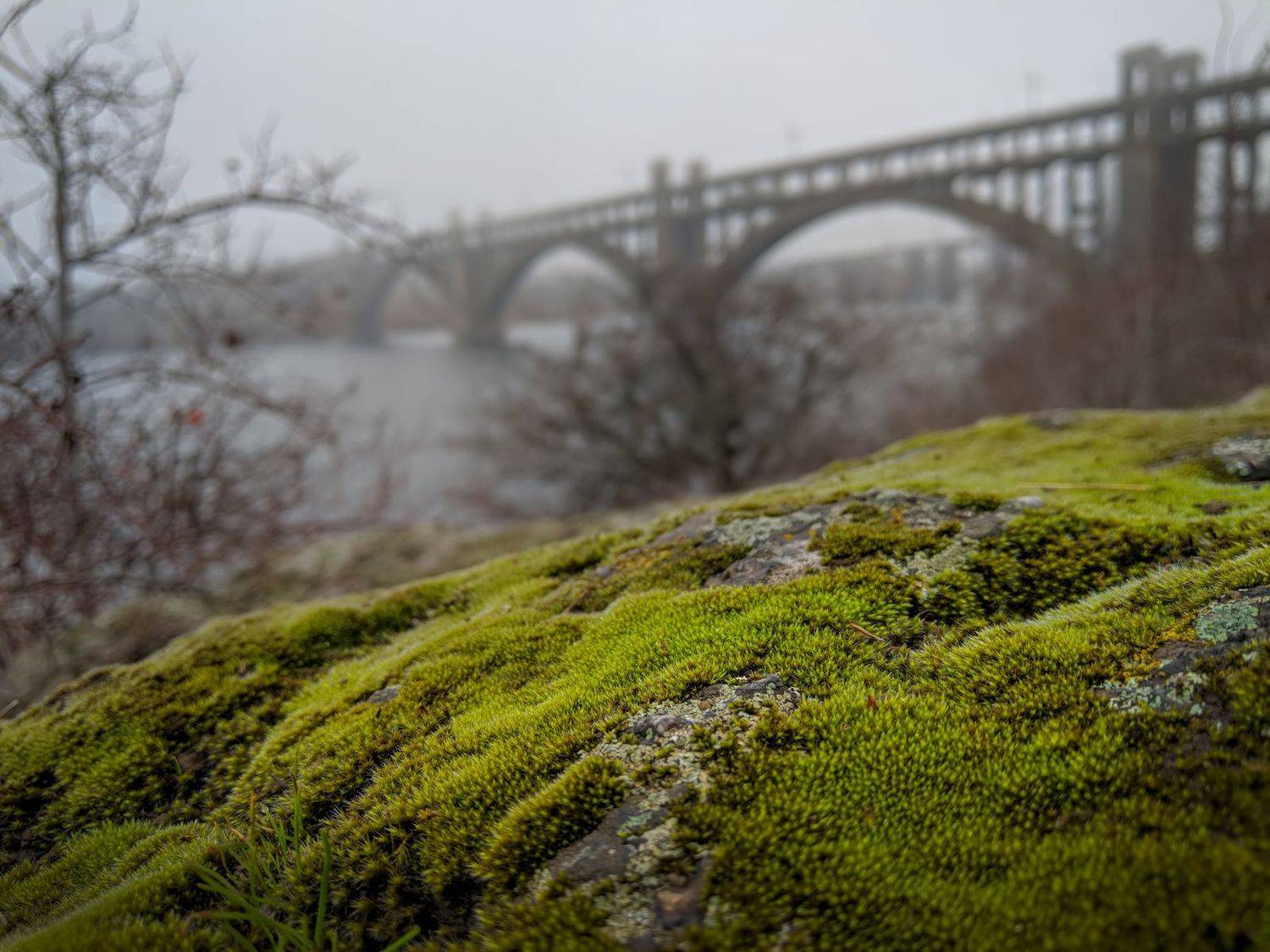 осень,пейзаж,ноябрь,мох,туман,цвет,зелёный,камни,landscape,autumn,autumnvibes,colour,rain,дождь,ракурс,мост,bridge, Сергей Богачёв