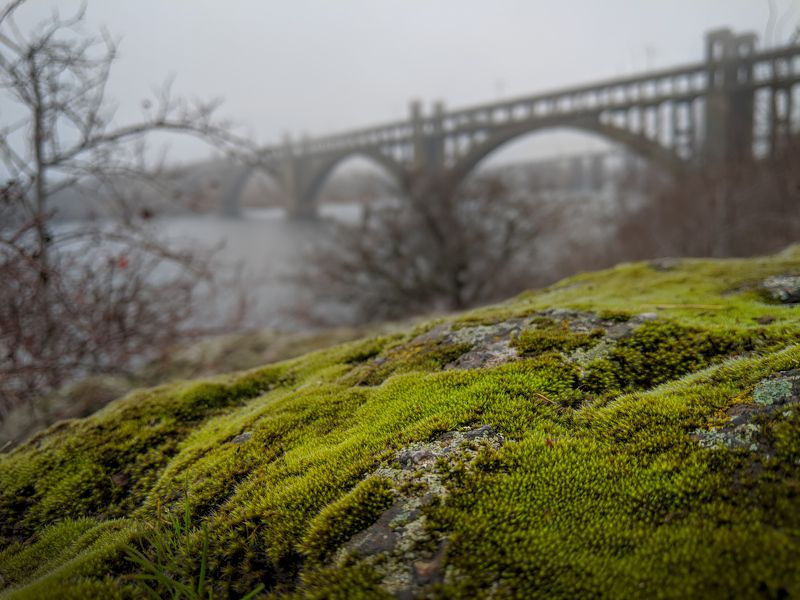 осень,пейзаж,ноябрь,мох,туман,цвет,зелёный,камни,landscape,autumn,autumnvibes,colour,rain,дождь,ракурс,мост,bridge На исходе ноября фото превью