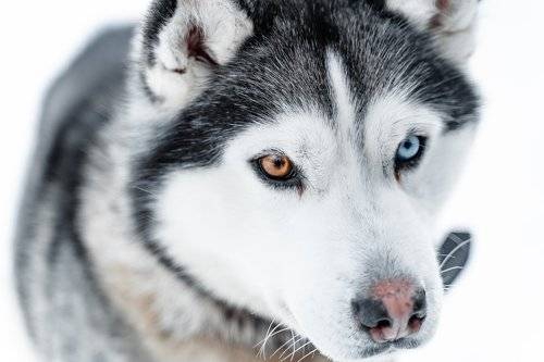 sled dogs in the Murmansk region