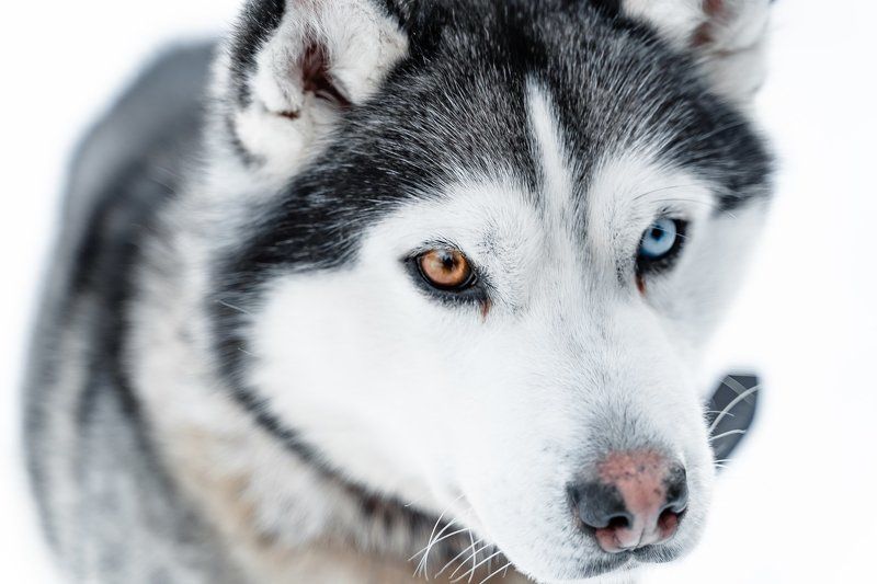 winter; front; one; pretty; funny; eyes; puppy; haski; energy; black; domestic; background; breed; carnivore; pet; doggy; male; outdoors; canine; purebred; mammal; young; looking; wolf; nature; siberian husky; husky dog; dog; animal; snow; siberian; white sled dogs in the Murmansk region фото превью