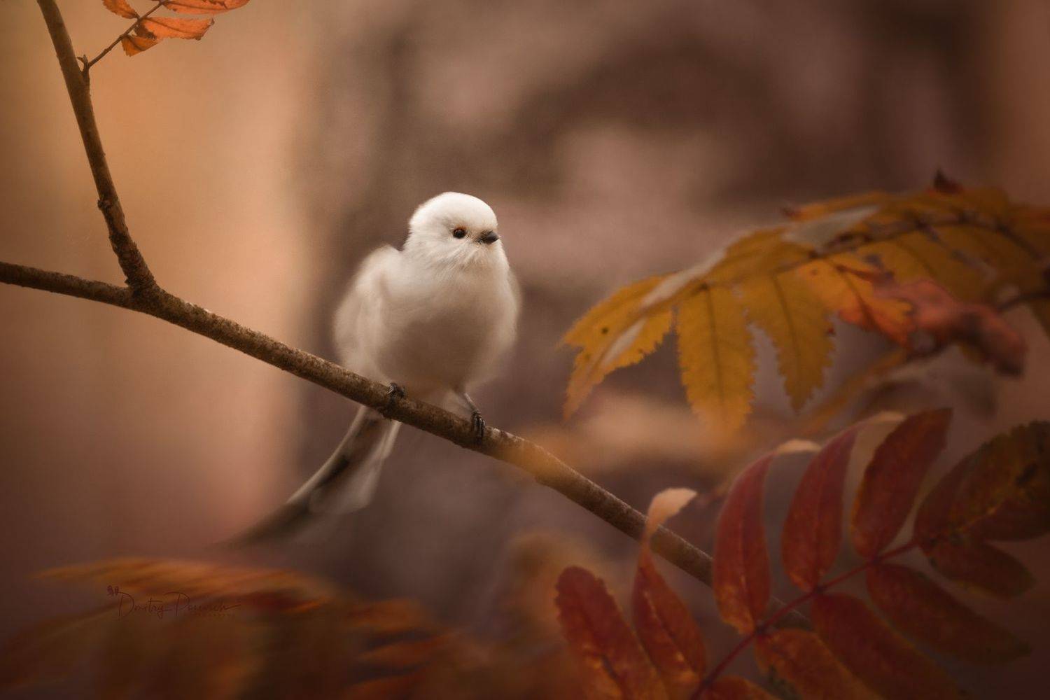 природа, лес, поля, огороды, животные, птицы, макро, Посевич Дмитрий