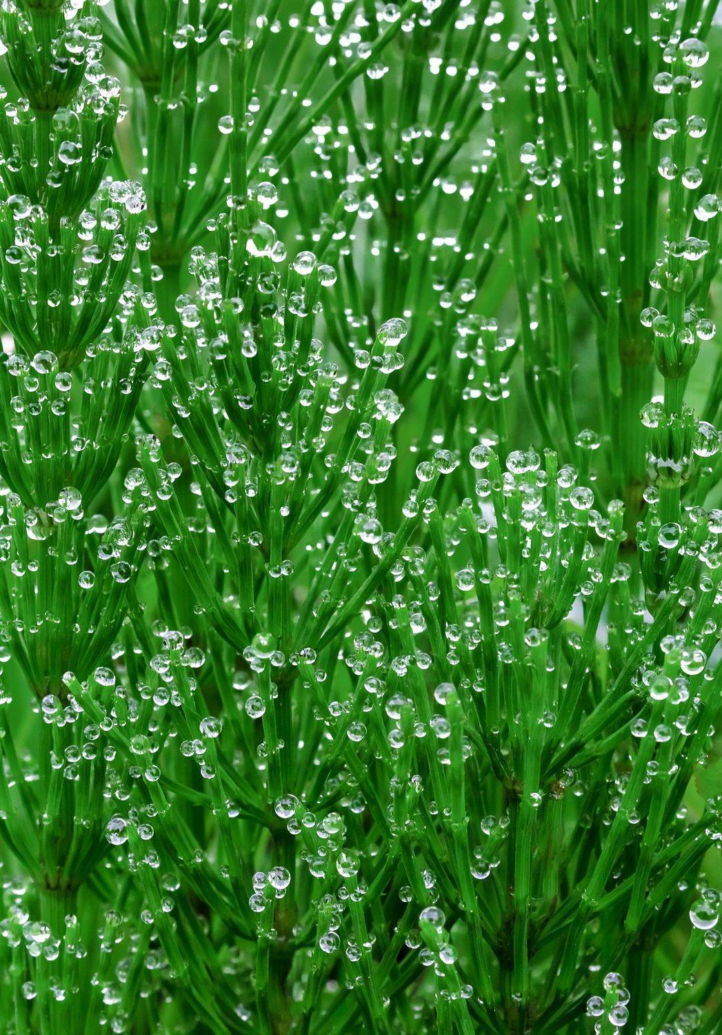 #Naturebackground #drops #waterdrops #nature #plant #wallpaper #каплиросы #роса #dew #background #macro #макро #dew, Вікторія Крулько