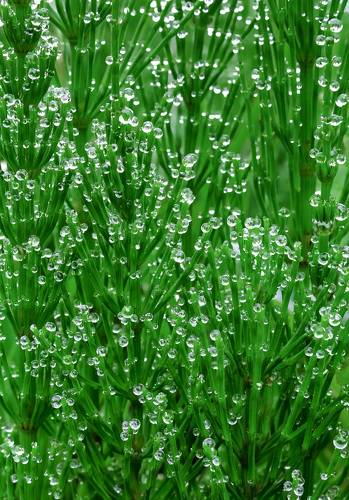 Horsetail in the dew