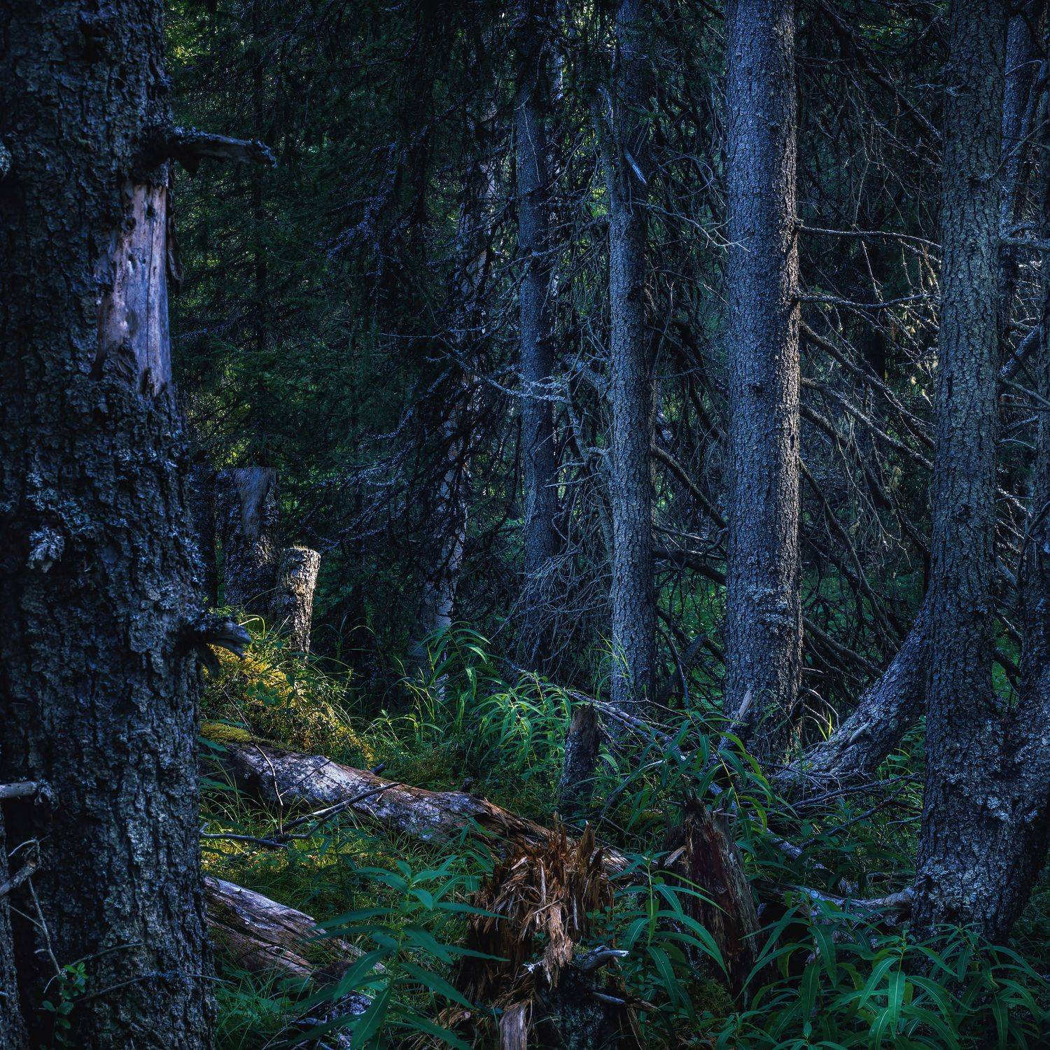 лес пейзаж север ненецкийокруг, Василий Чобот
