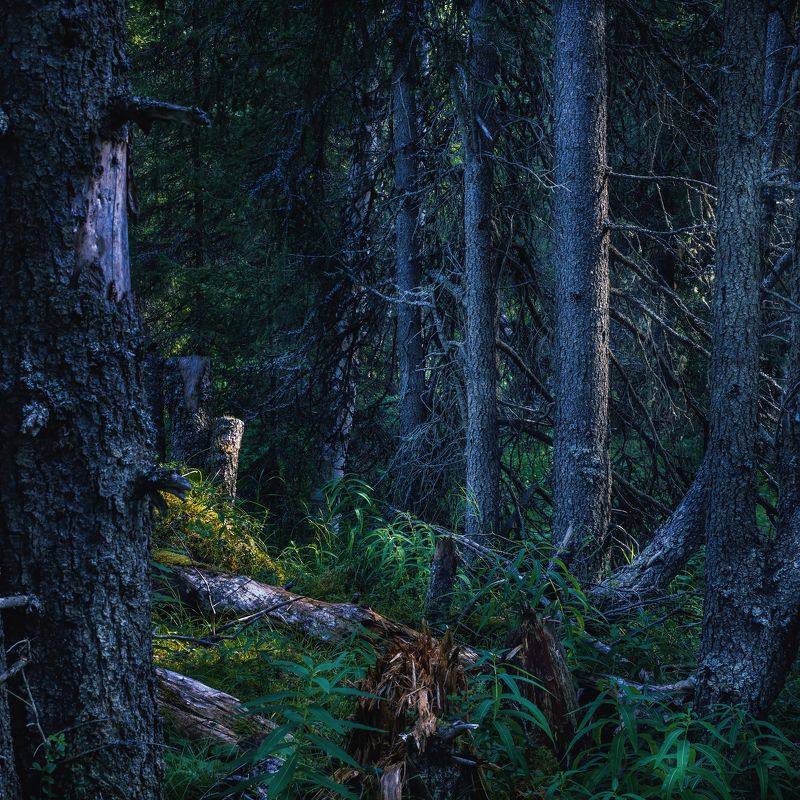 лес пейзаж север ненецкийокруг Мистический Северный лес фото превью