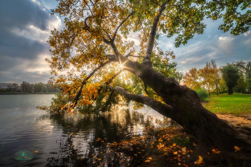 Осенние листья фото превью