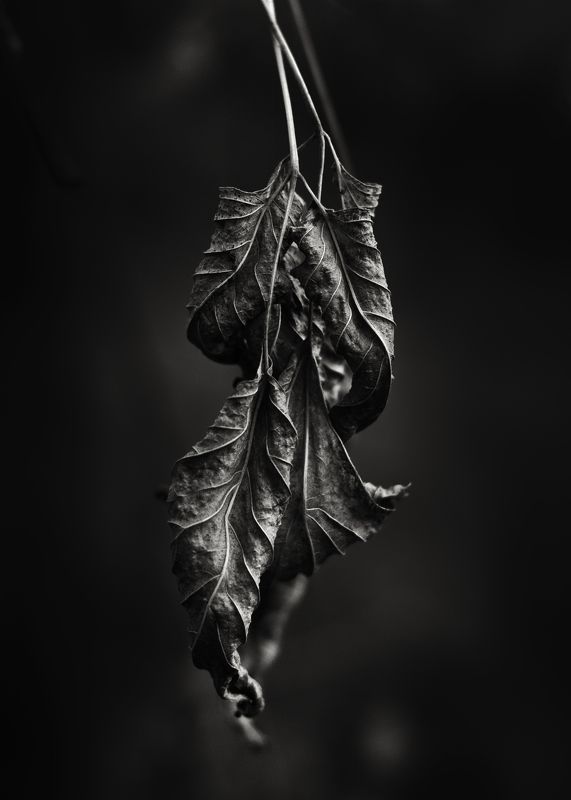 осень фото превью