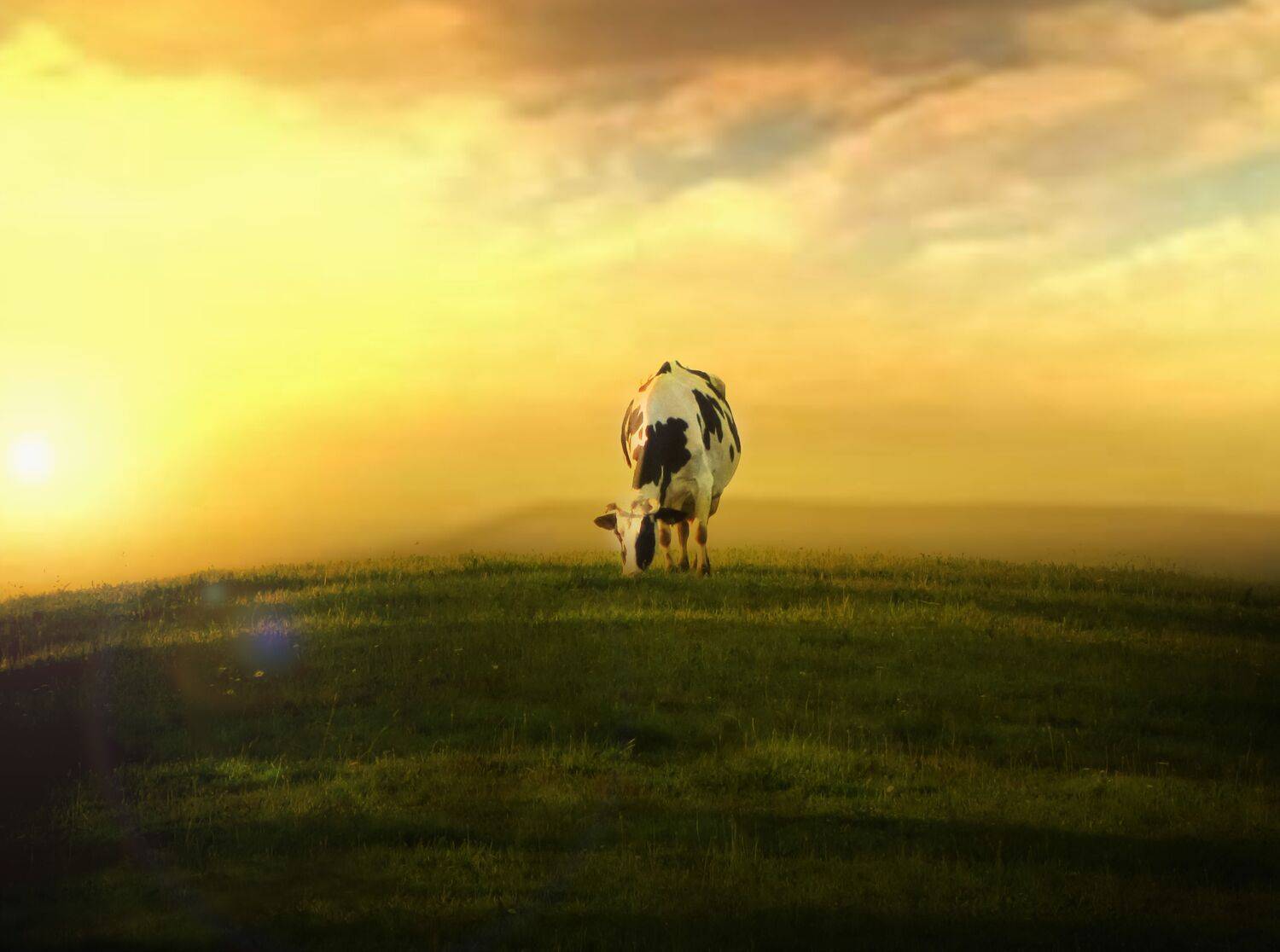 summer landscapes, animals, cows, nature, pastures, rural pastoral, idyll,, DZINTRA REGINA JANSONE