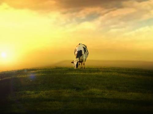 landscape with cows grazing