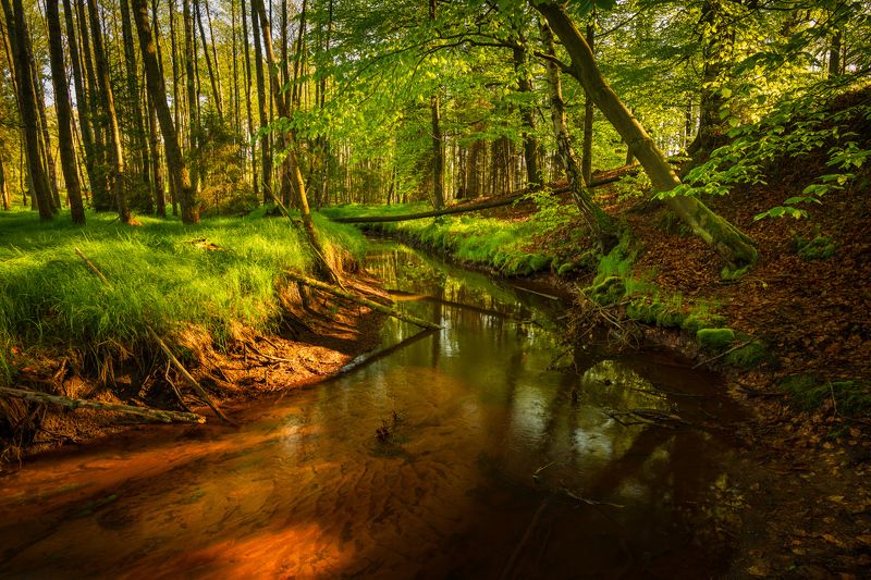 Autumn in Forest фото превью