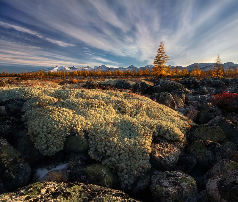 озеро джека лондона мягкая лапа тундры фото превью
