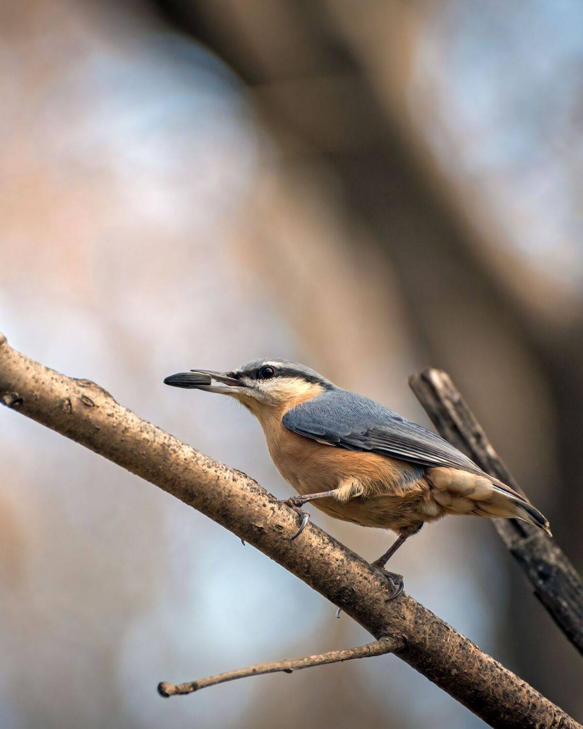 обыкновенный, поползень, Алексей Рыльский