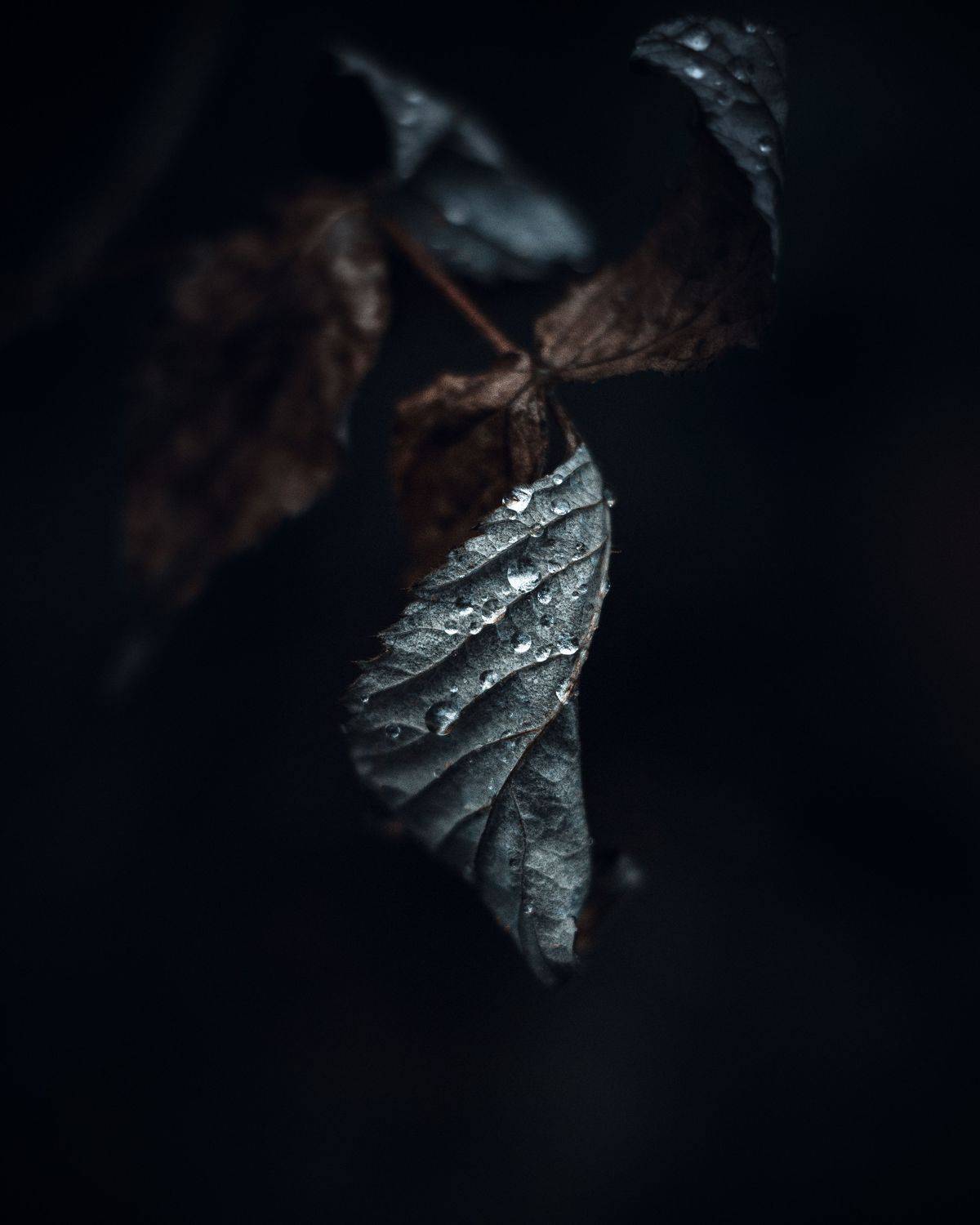 , Максим Салихов