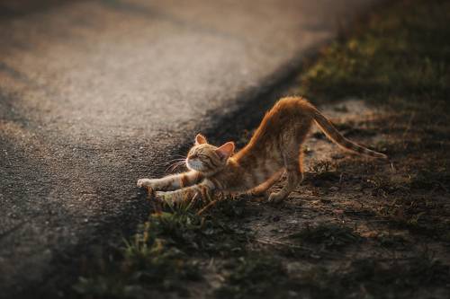 Котёнок в лучах заката