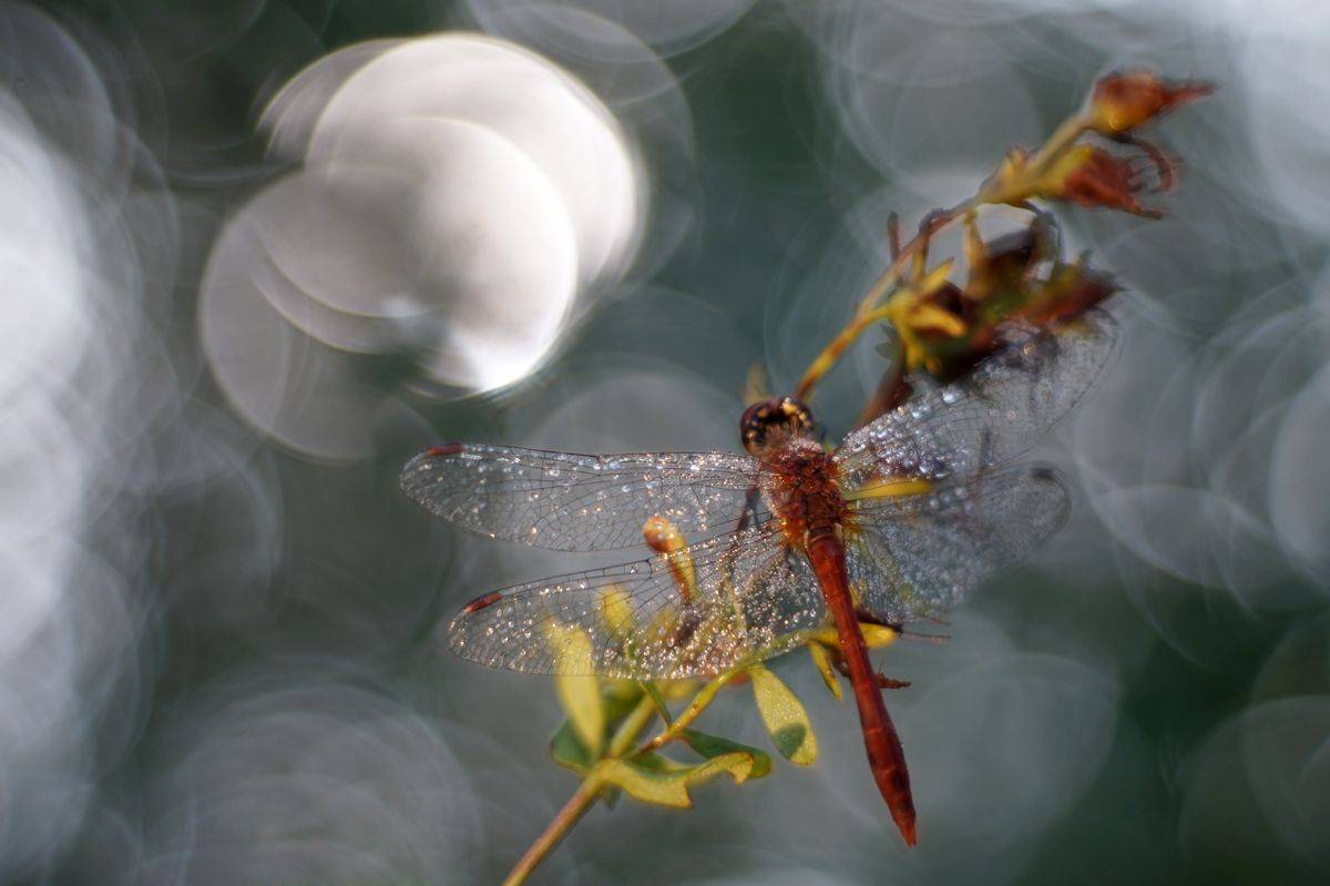 , Чепленко Алексей