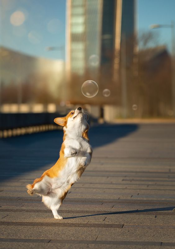 Pembroke Welsh Corgi *Businka* фото превью