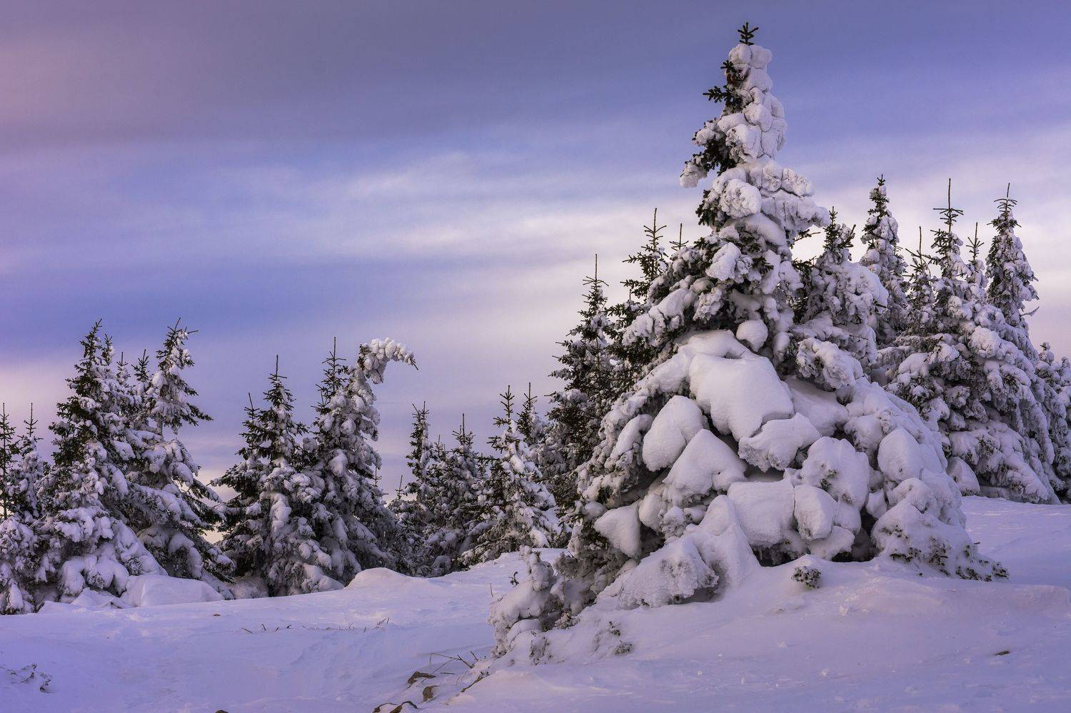 , Андрей Шарапов