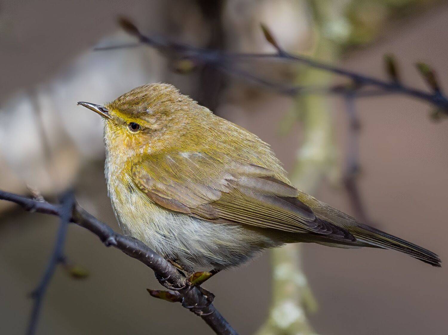 , Курлянцев Алексей