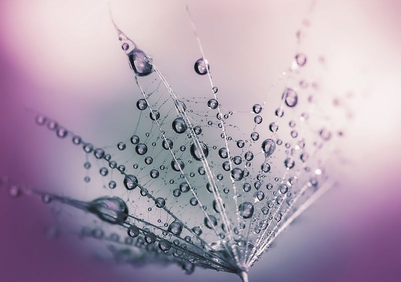 Dandelions фото превью