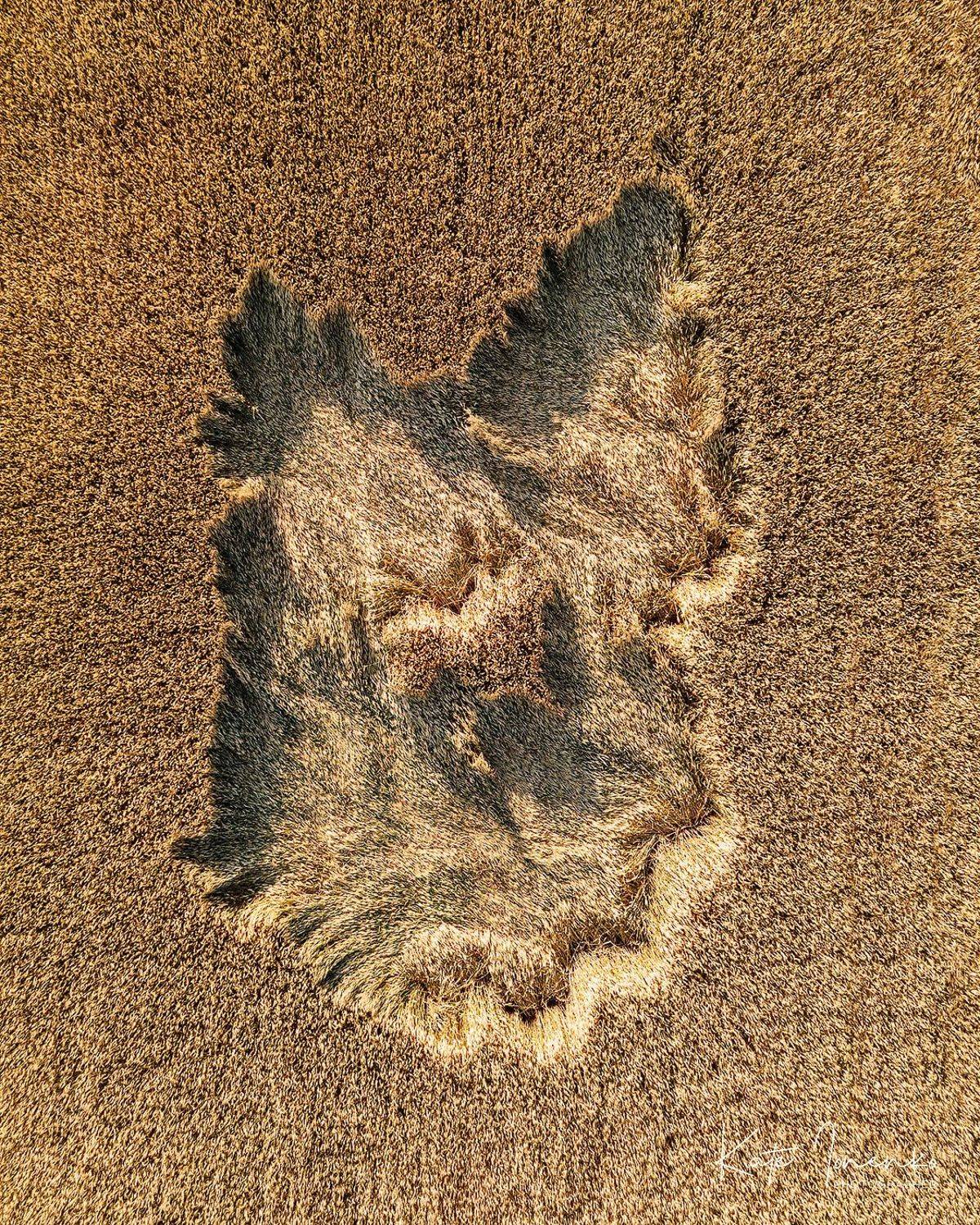 , Екатерина Ионенко