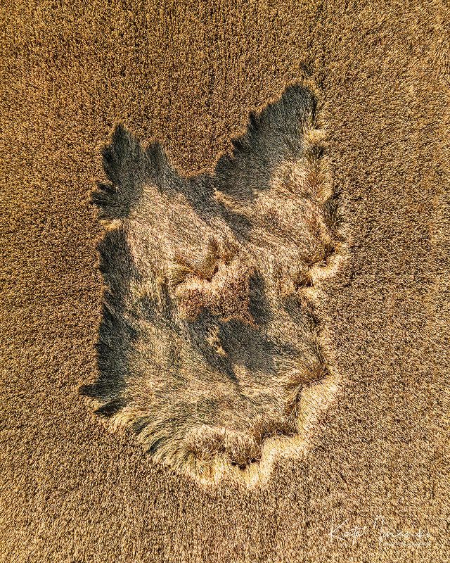 То ли конь тут валялся... фото превью