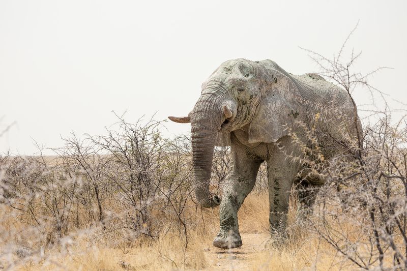 #Африка #Намибия #Этоша #слон #Africa #Namibia #Etosha #elephant #животные #animal Белый слон фото превью
