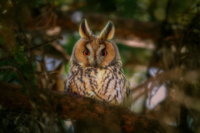 Long-eared Owl (Asio otus)... фото превью