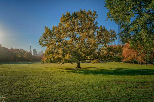 Tree in the Park