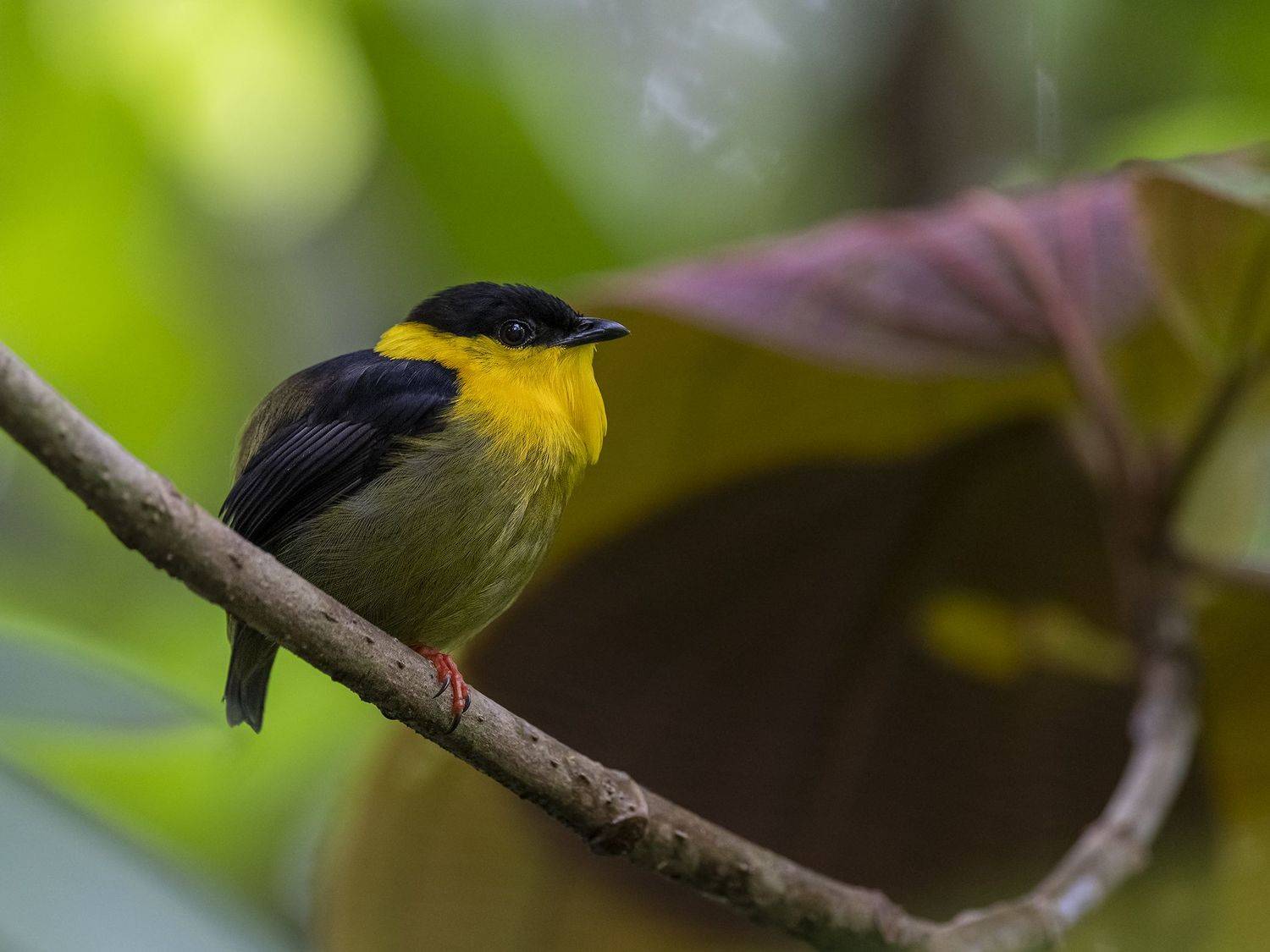 , Fernando Burgalin Sequeira