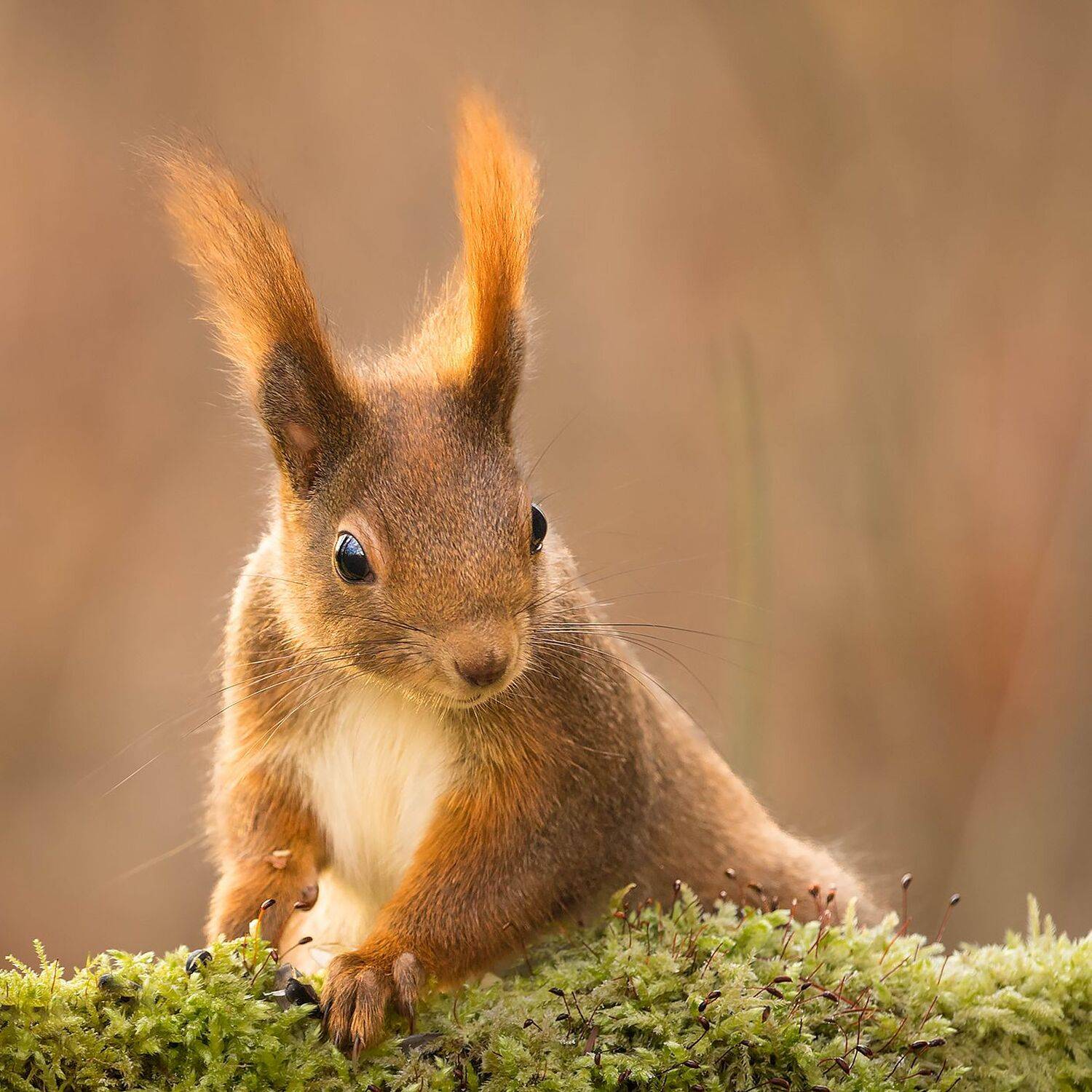 , Robert Adamec