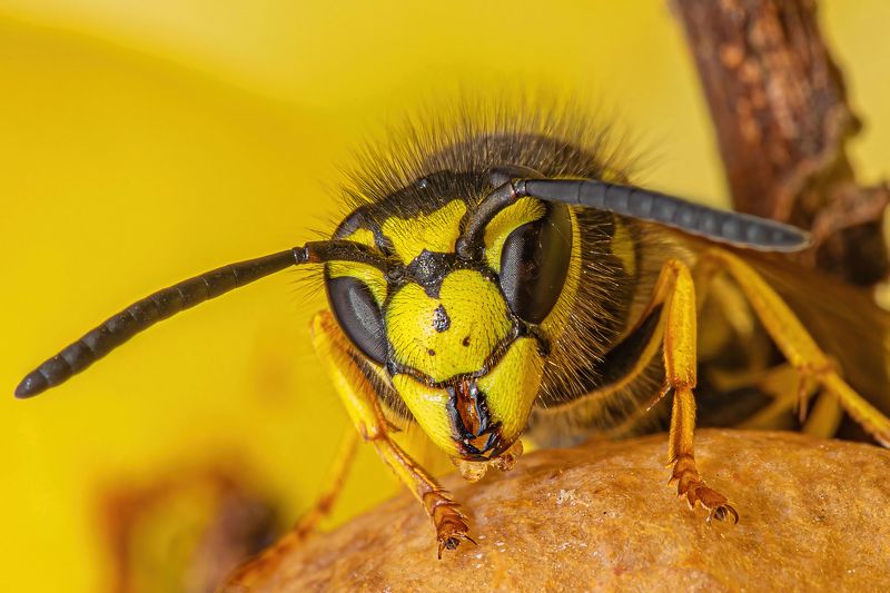 wasp, face, eyes, macro, insect, animal, nature Face 2 Face фото превью