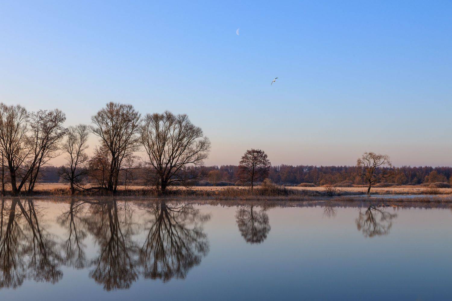 Весна, река, отражение, деревья, вода, птица, рассвет, Липецкая область, река Воронеж,, Барабанов Алексей