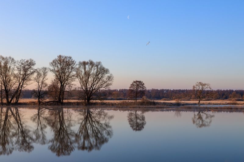 Весна, река, отражение, деревья, вода, птица, рассвет, Липецкая область, река Воронеж, Весенние зарисовки фото превью