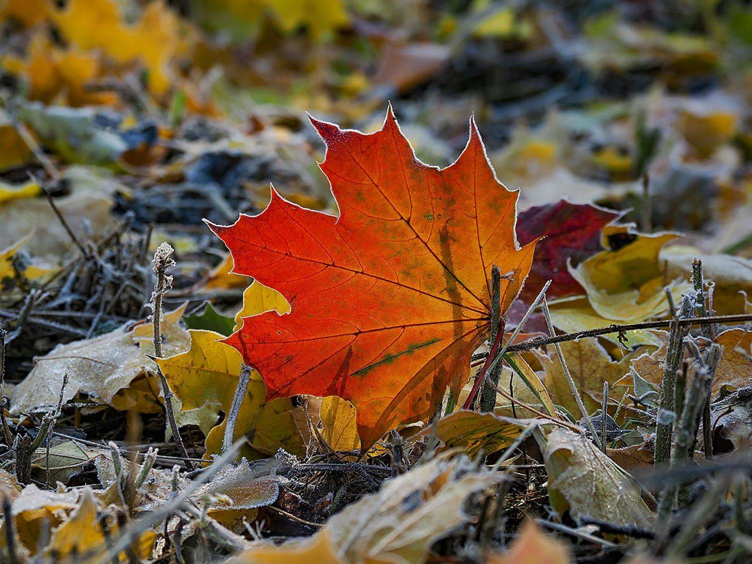 , Сергей Духанин