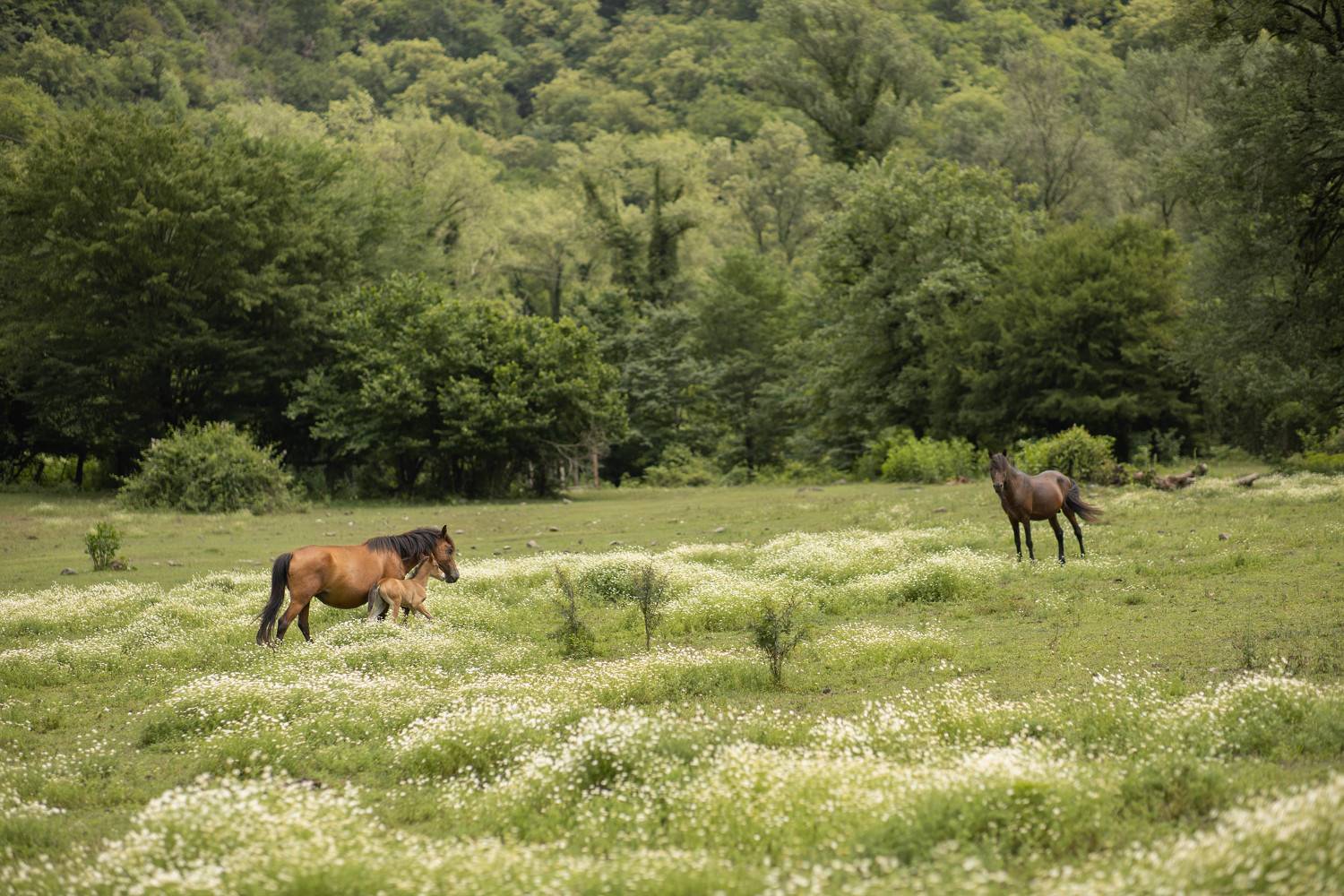 Лошади, горы, луг, природа, лето, Ольга Крестьянинова