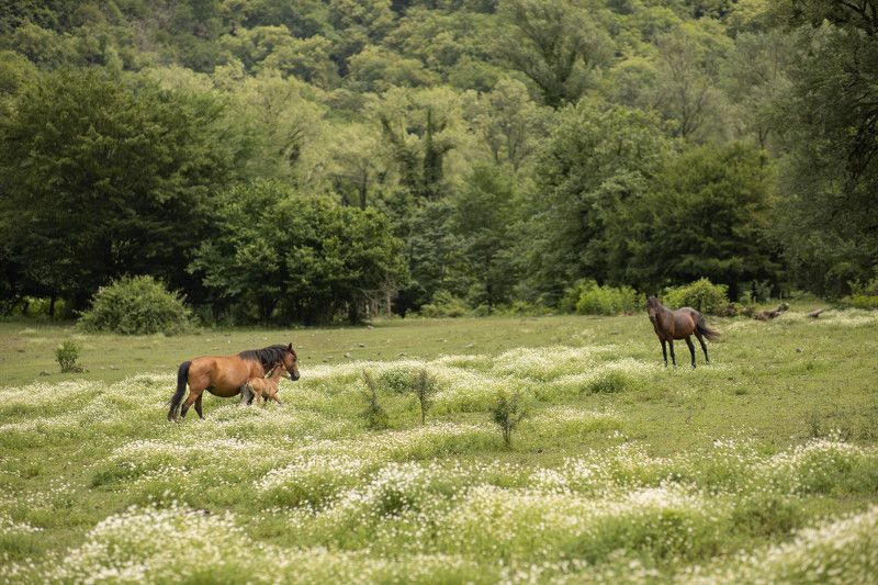 Лошади, горы, луг, природа, лето Семья фото превью