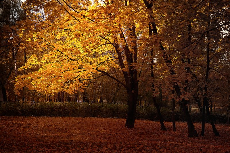 осенний свет.. фото превью