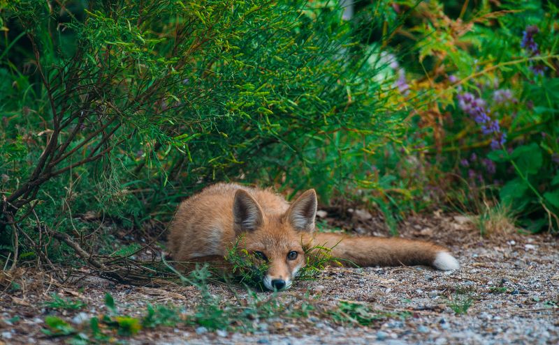 Лис фото превью