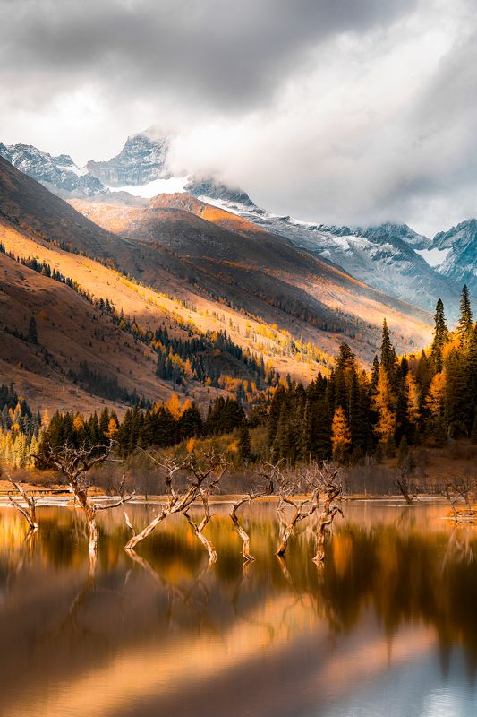 高原，湖泊，深秋，雪山，黄叶，倒影 枯树倒影 фото превью